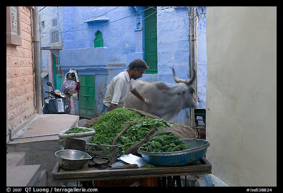 Man pushes away a cown in a narrow street. Jodhpur, Rajasthan, India