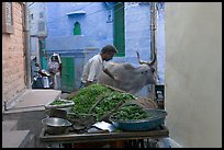 Man pushes away a cown in a narrow street. Jodhpur, Rajasthan, India