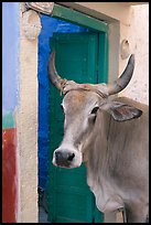 Cow and doorway. Jodhpur, Rajasthan, India (color)