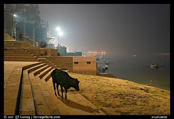 Sacred cow on the banks of Ganges River at night. Varanasi, Uttar Pradesh, India (color)