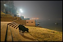 Sacred cow on the banks of Ganges River at night. Varanasi, Uttar Pradesh, India