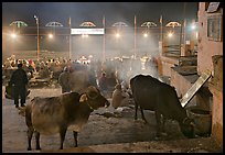 Sacred cows and ceremony at Dasaswamedh Ghat. Varanasi, Uttar Pradesh, India (color)