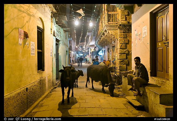 Cows in narrow old city street at night. Varanasi, Uttar Pradesh, India (color)