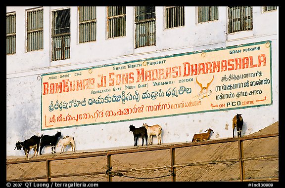Sheep below a sign in English and Hindi. Varanasi, Uttar Pradesh, India