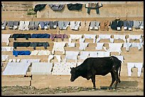 Cow and laundry. Varanasi, Uttar Pradesh, India