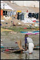 Man beating dirt out of laundry on Ganges riverbank. Varanasi, Uttar Pradesh, India