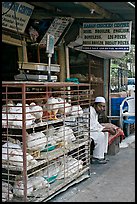 Chicken vendor, Colaba Market. Mumbai, Maharashtra, India