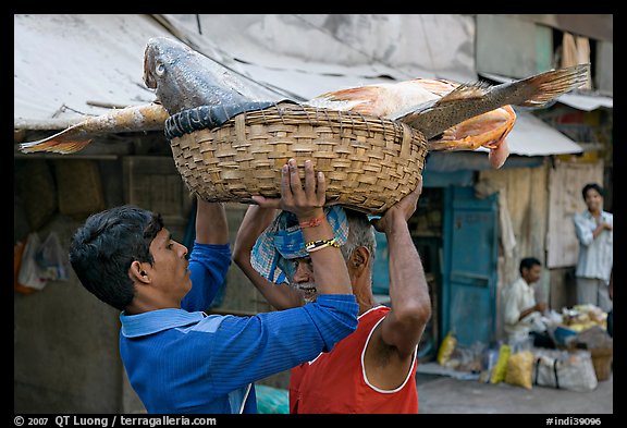 Men unloading basket with huge fish from head, Colaba Market. Mumbai, Maharashtra, India (color)