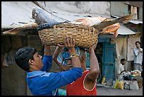 Men unloading basket with huge fish from head, Colaba Market. Mumbai, Maharashtra, India