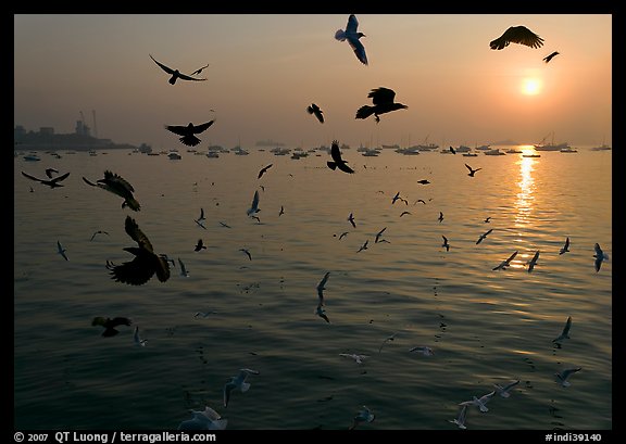 Multitude of birds flying in front of sunrise over harbor. Mumbai, Maharashtra, India