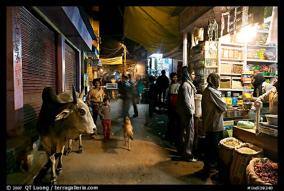 Sacred cow and street by night, Taj Ganj. Agra, Uttar Pradesh, India