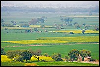 Fields in countryside. Fatehpur Sikri, Uttar Pradesh, India ( color)