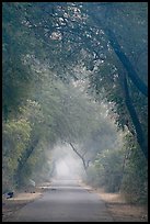 Main path in the dawn mist, Keoladeo Ghana National Park. Bharatpur, Rajasthan, India (color)