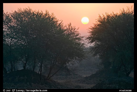 Trees at sunrise, Keoladeo Ghana National Park. Bharatpur, Rajasthan, India (color)