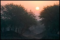 Trees at sunrise, Keoladeo Ghana National Park. Bharatpur, Rajasthan, India (color)