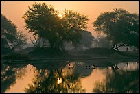 Pond at sunrise, Keoladeo Ghana National Park. Bharatpur, Rajasthan, India (color)