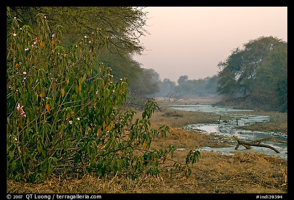 Wetlands at dawn, Keoladeo Ghana National Park. Bharatpur, Rajasthan, India