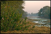 Wetlands at dawn, Keoladeo Ghana National Park. Bharatpur, Rajasthan, India (color)