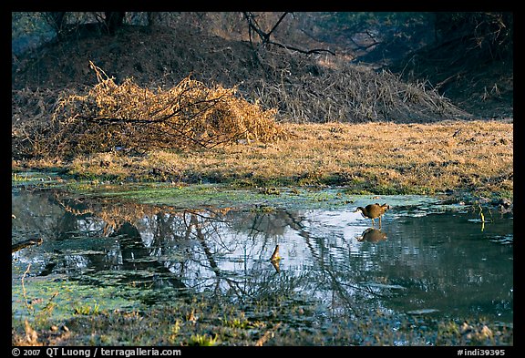Pond and bird, Keoladeo Ghana National Park. Bharatpur, Rajasthan, India (color)