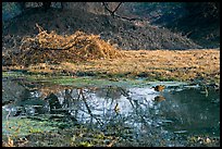 Pond and bird, Keoladeo Ghana National Park. Bharatpur, Rajasthan, India