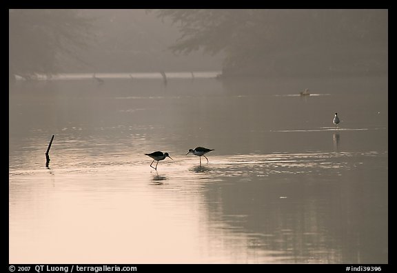 Wadding birds in pond, Keoladeo Ghana National Park. Bharatpur, Rajasthan, India (color)