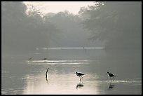 Pond with wadding birds, Keoladeo Ghana National Park. Bharatpur, Rajasthan, India