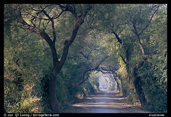 Path through tree tunnel, Keoladeo Ghana National Park. Bharatpur, Rajasthan, India