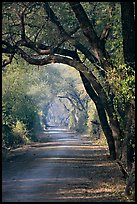 Path and tree tunnel, Keoladeo Ghana National Park. Bharatpur, Rajasthan, India ( color)