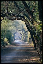 Path and tree tunnel, Keoladeo Ghana National Park. Bharatpur, Rajasthan, India