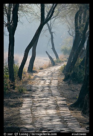 Secondary path, Keoladeo Ghana National Park. Bharatpur, Rajasthan, India