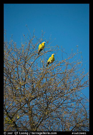 Yellow pigeons, Keoladeo Ghana National Park. Bharatpur, Rajasthan, India (color)