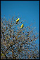 Yellow pigeons, Keoladeo Ghana National Park. Bharatpur, Rajasthan, India