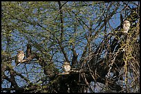 Owls perched in tree, Keoladeo Ghana National Park. Bharatpur, Rajasthan, India