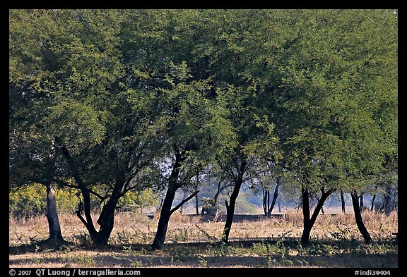 Trees, Keoladeo Ghana National Park. Bharatpur, Rajasthan, India