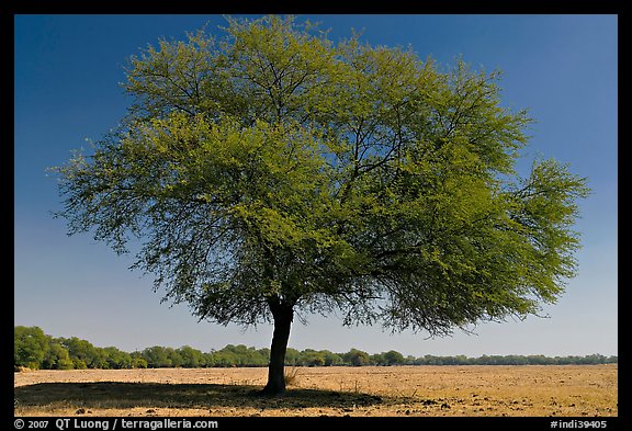 Isolated tree in open grassland, Keoladeo Ghana National Park. Bharatpur, Rajasthan, India