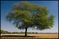 Isolated tree in open grassland, Keoladeo Ghana National Park. Bharatpur, Rajasthan, India (color)