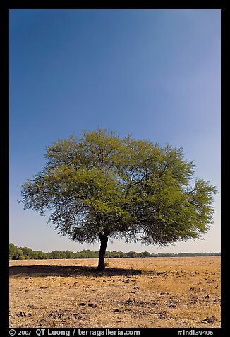 Isolated tree, Keoladeo Ghana National Park. Bharatpur, Rajasthan, India (color)