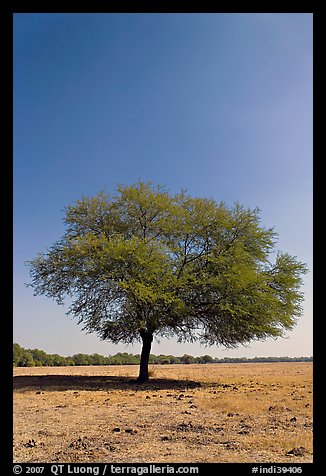 Isolated tree, Keoladeo Ghana National Park. Bharatpur, Rajasthan, India