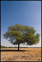 Isolated tree, Keoladeo Ghana National Park. Bharatpur, Rajasthan, India (color)