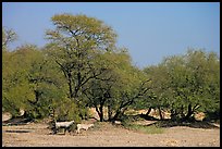 Animals and trees, Keoladeo Ghana National Park. Bharatpur, Rajasthan, India ( color)