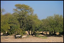 Animals and trees, Keoladeo Ghana National Park. Bharatpur, Rajasthan, India (color)