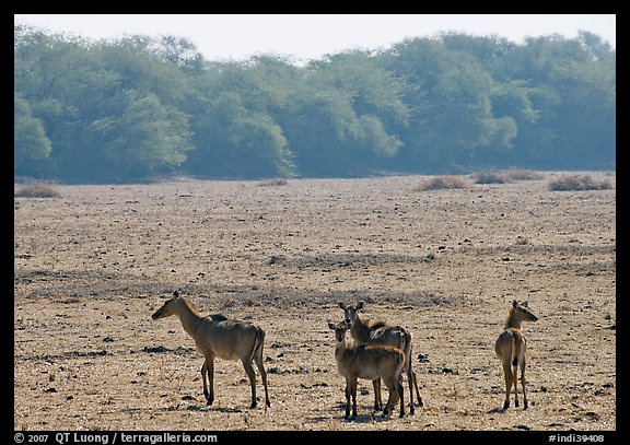 Dear in open meadow, Keoladeo Ghana National Park. Bharatpur, Rajasthan, India (color)