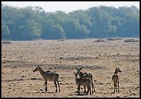 Dear in open meadow, Keoladeo Ghana National Park. Bharatpur, Rajasthan, India