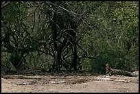 Python, Keoladeo Ghana National Park. Bharatpur, Rajasthan, India