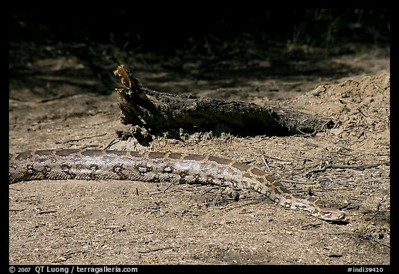 Python snake, Keoladeo Ghana National Park. Bharatpur, Rajasthan, India