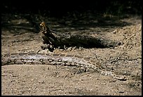 Python snake, Keoladeo Ghana National Park. Bharatpur, Rajasthan, India