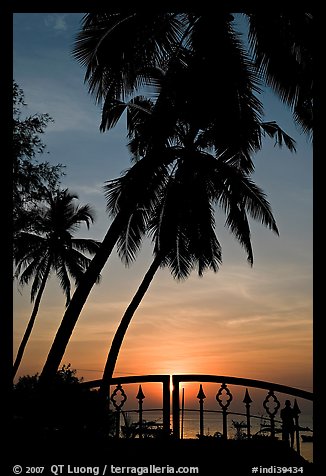 Palm trees and fence at sunrise. Goa, India (color)