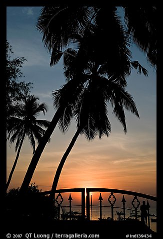 Palm trees and fence at sunrise. Goa, India