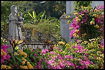 Flowers in yard of Convent of St Monica , Old Goa. Goa, India