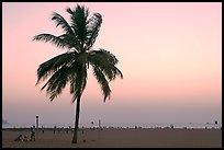 Coconut tree on Miramar Beach, sunset. Goa, India (color)